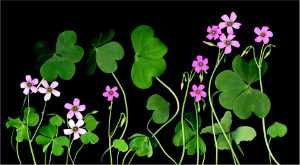 Wild Flowers 895