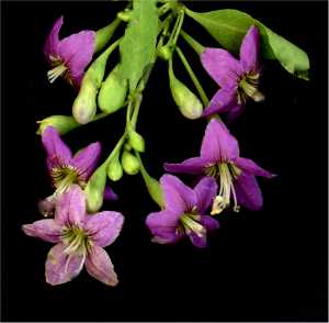 Goji Flowers 122