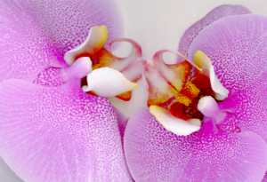 Phalaenopsis Orchid 647