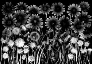 Wild Flowers 166