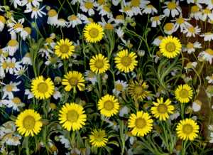 Wild Flowers 670