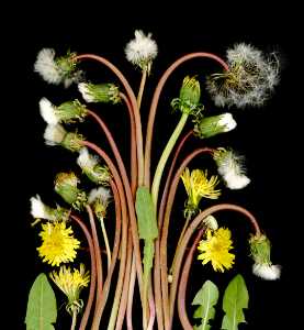 Dendelion Flowers And Seeds 300