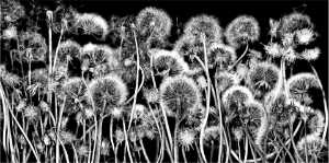 Dedelion Seeds 100